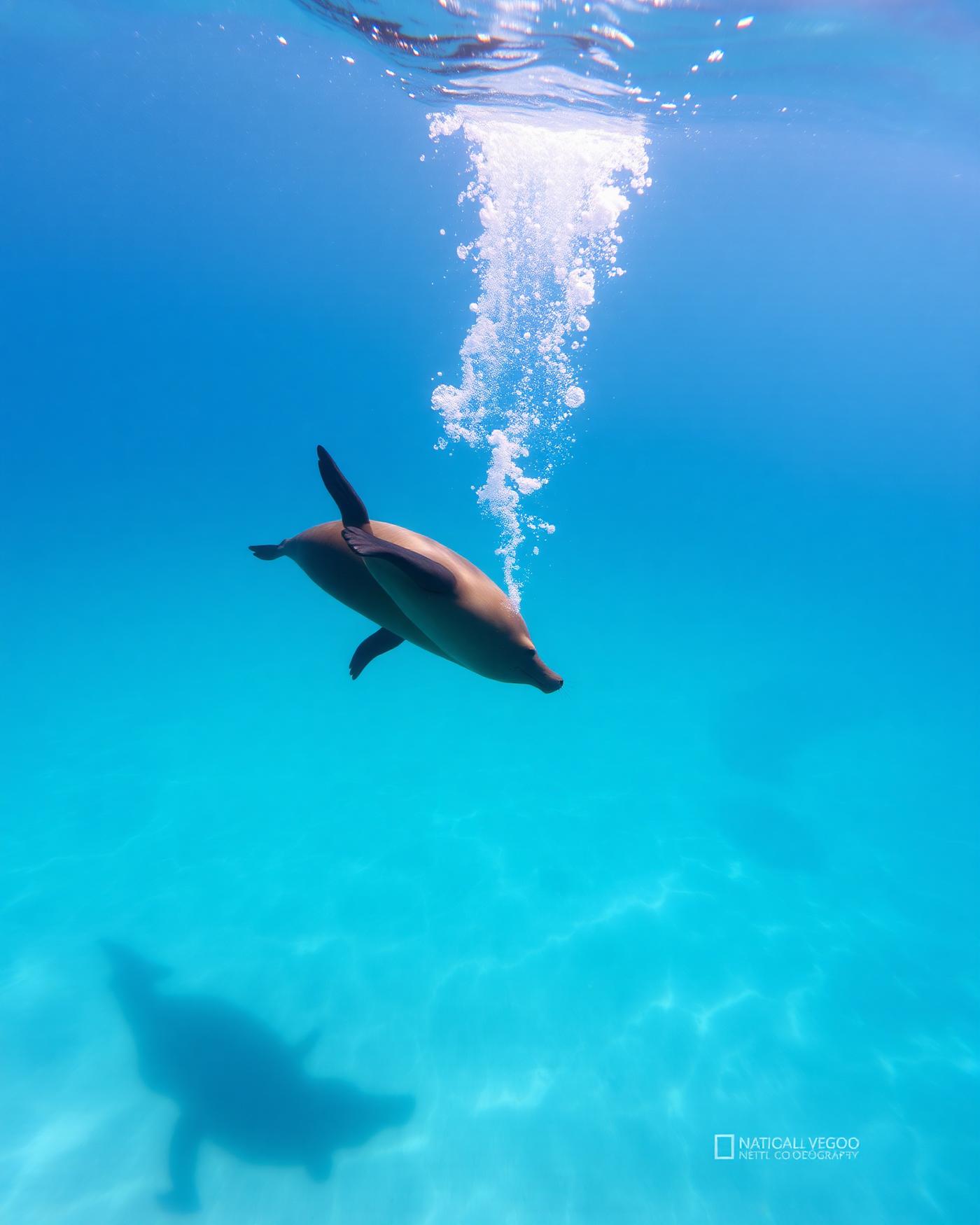 Scuba Diving